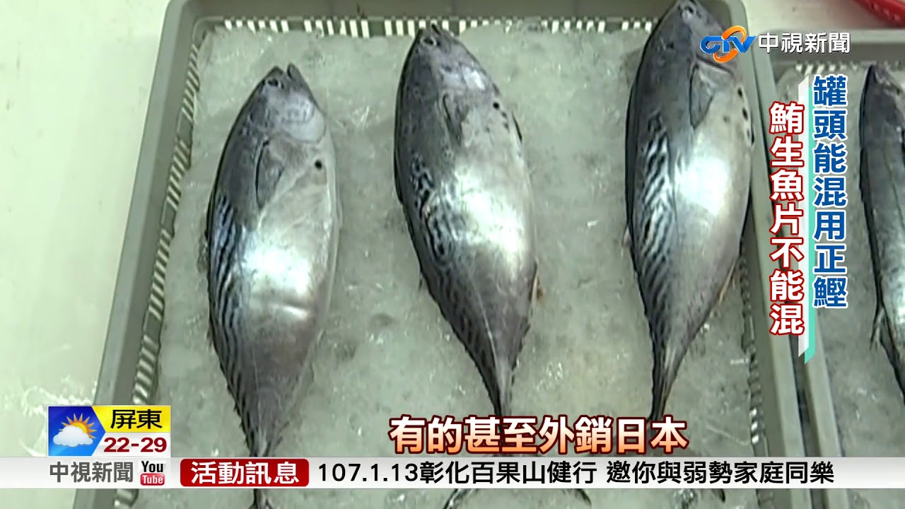 鮪魚罐頭混正鰹 魚香難辨靠