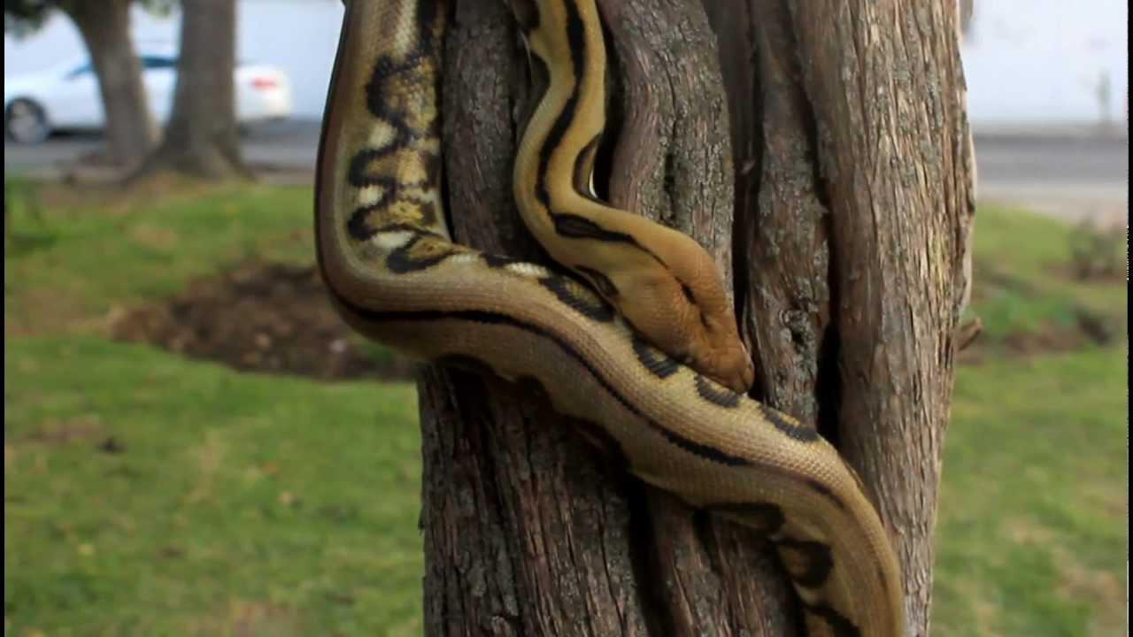 Python reticulatus climbing