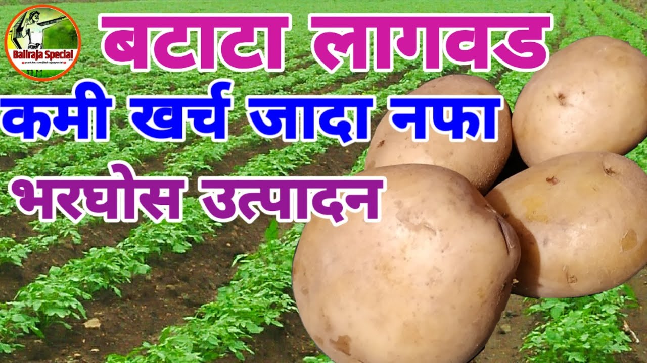 √कशी करावी #बटाटा लागवड . तीन महिन्यात भरघोस उत्पादन . #potato farming in Marathi