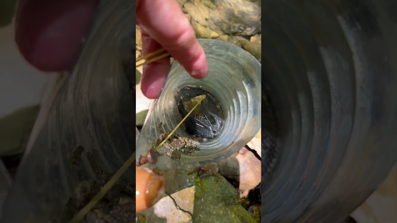 Crayfish today? Tributary of tributary of Orljava, stone crayfish (A. torrentium), recorded in 20xx.