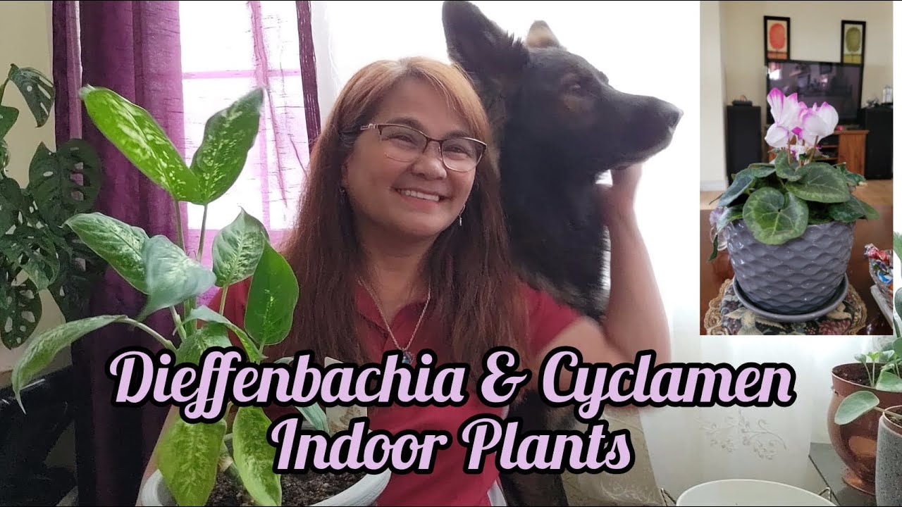 DIEFFENBACHIA AND CYCLAMEN INDOOR PLANTS