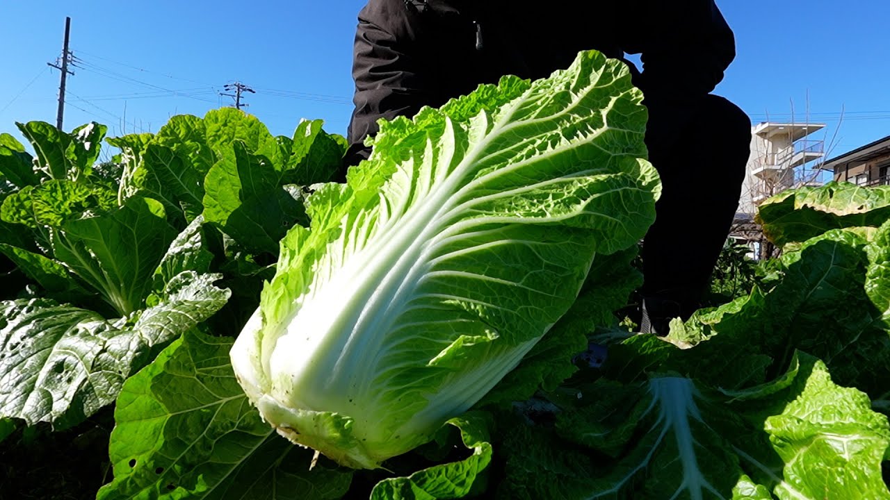 今年の白菜は難しかった話【虫被害・結球しない原因と対策】