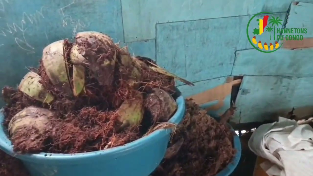 👉 Dans cette vidéo, je vous montre la récolte des hannetons (tsombe) avec un résultat incroyable