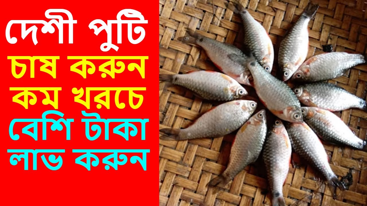 দেশী পুটি মাছের পোনা পাওয়া যাচ্ছে | Local putty fish | Bayezid Moral