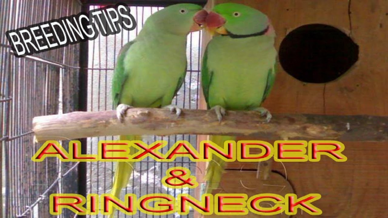 SOME BREEDING TIPS OF RING NECK AND ALEXANDER PARROTS | URDU/HINDI