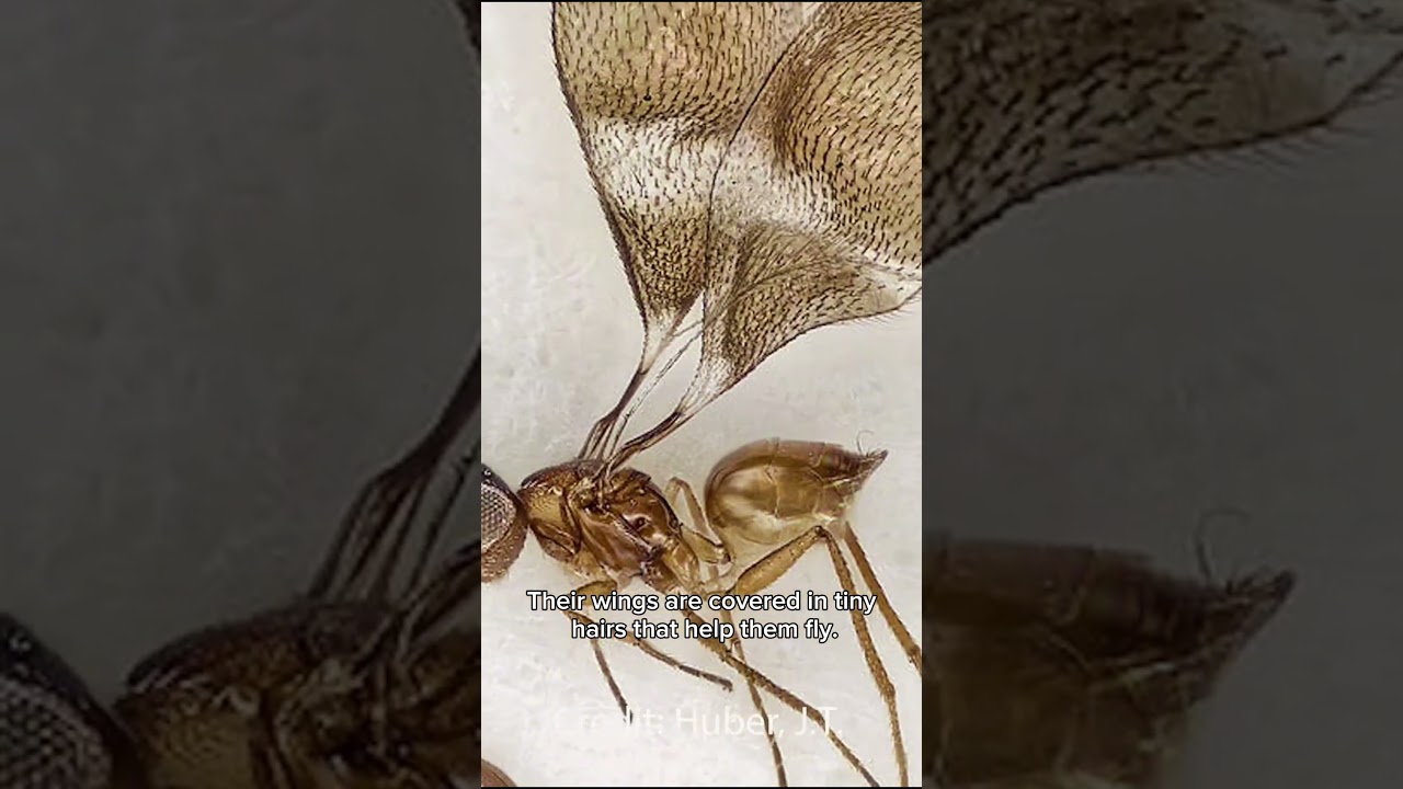 Mymaridae (The fairy fly)