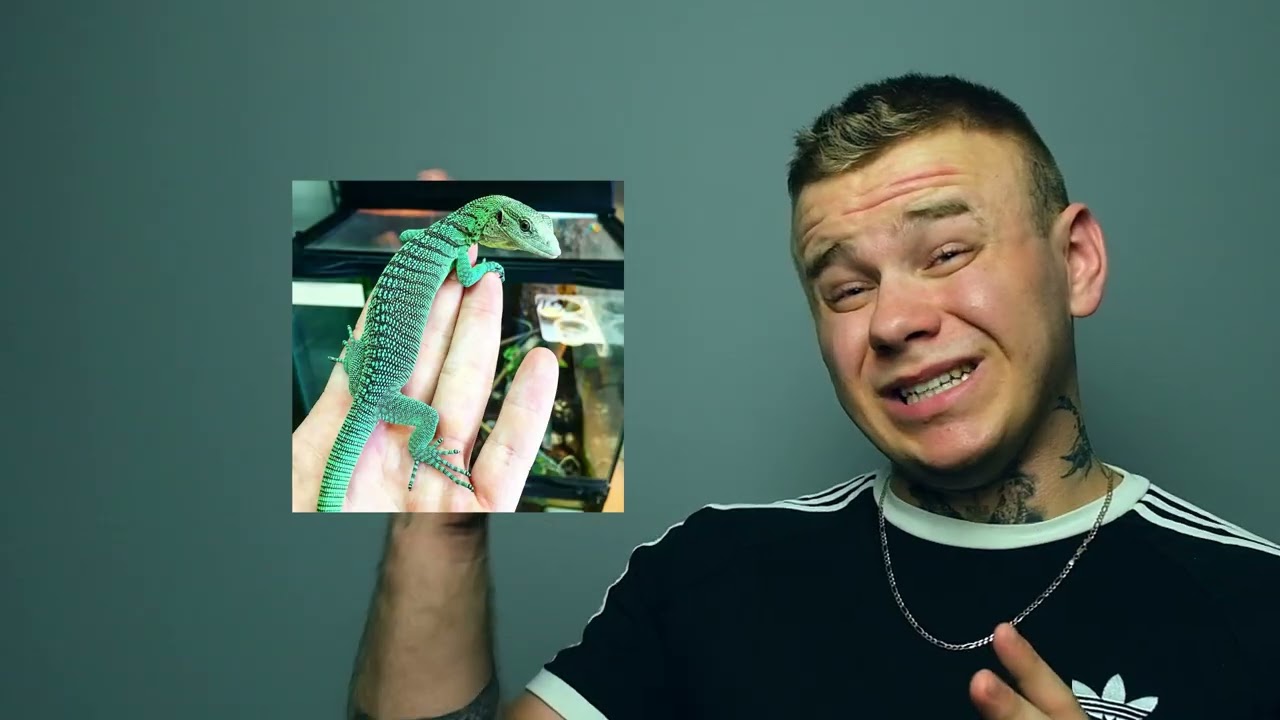 TOP 5 - NAJPIĘKNIEJSZE JASZCZURKI