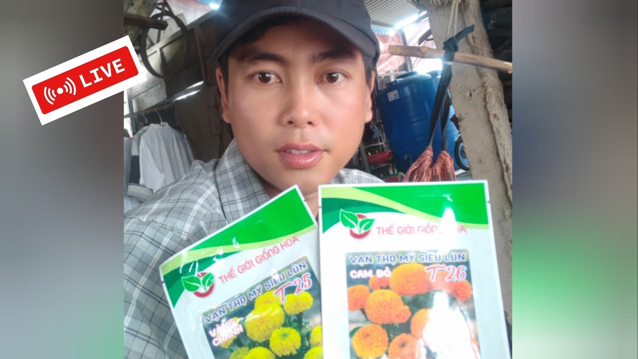thời gian trồng vạn thọ mỹ lùn 2026 loại không cần bấm ngọn - huỳnh thủy tinh vlog