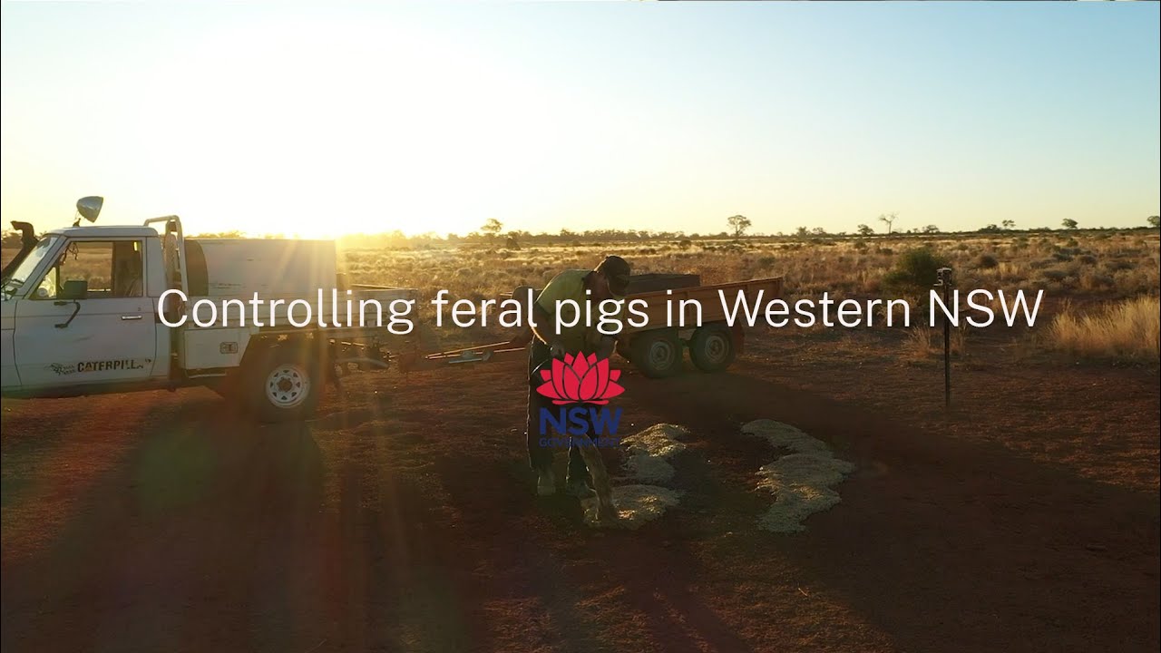 Controlling feral pigs in Western NSW