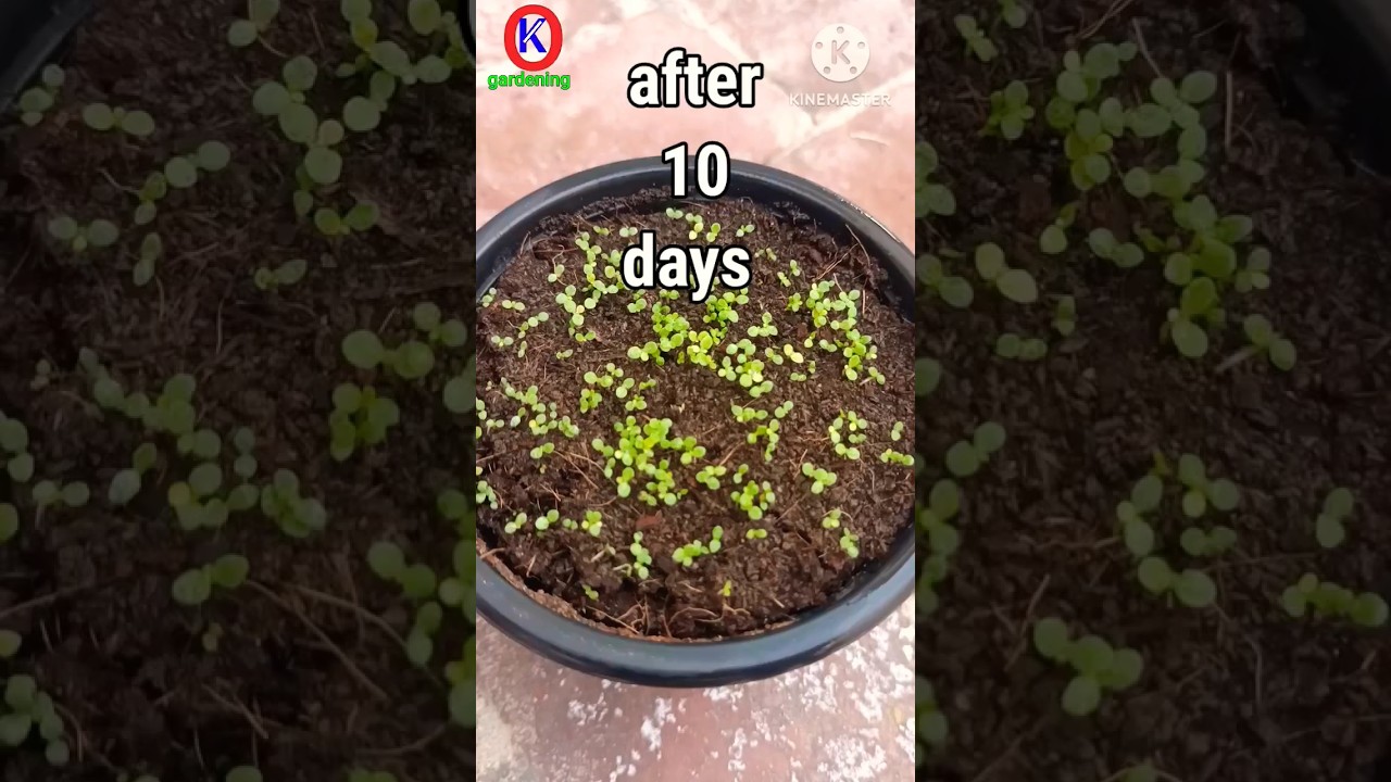 Best Method to Grow Petunia seeds at home #shorts
