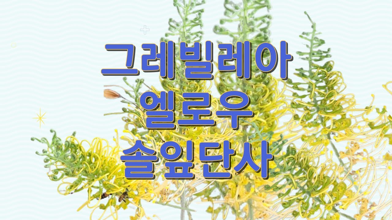 그레빌레아 엘로우 솔잎단사(Golden Grevilleas)