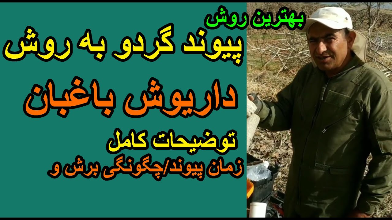 پیوند گردو جدیدترین و کامل ترین روش پیوند/لایک و سابسکرایب فراموش نشه