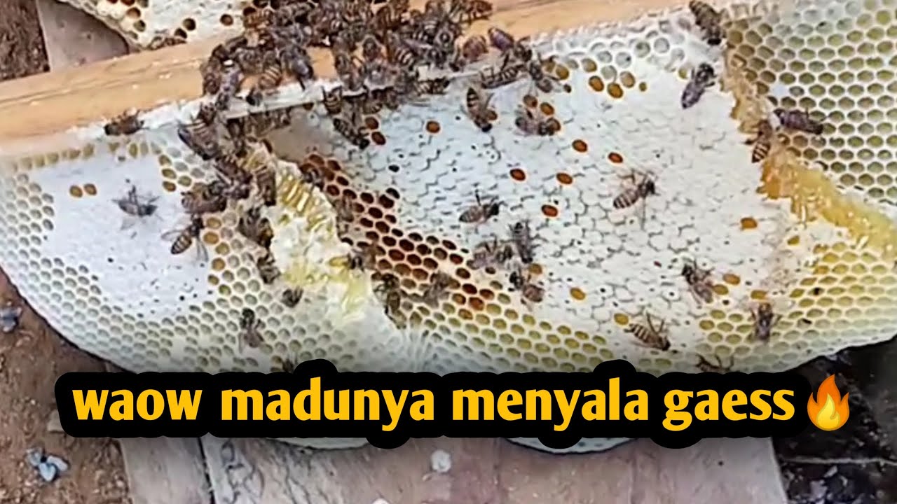 panen madu lebah apis cerana