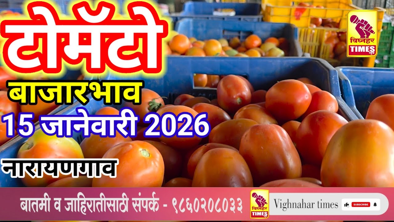 नारायणगाव टोमॅटो मार्केट l दिनांक 15 जानेवारी 2026 रोजी पहा काय मिळाला बाजारभाव?