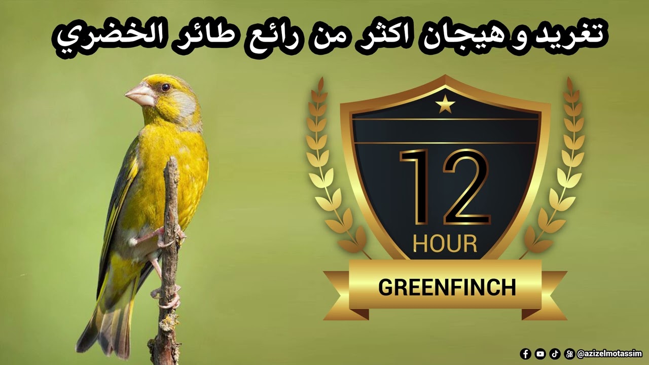 12 ساعات من تغريد طائر الخضري خالي من الأخطاء لتعليم الفراخ