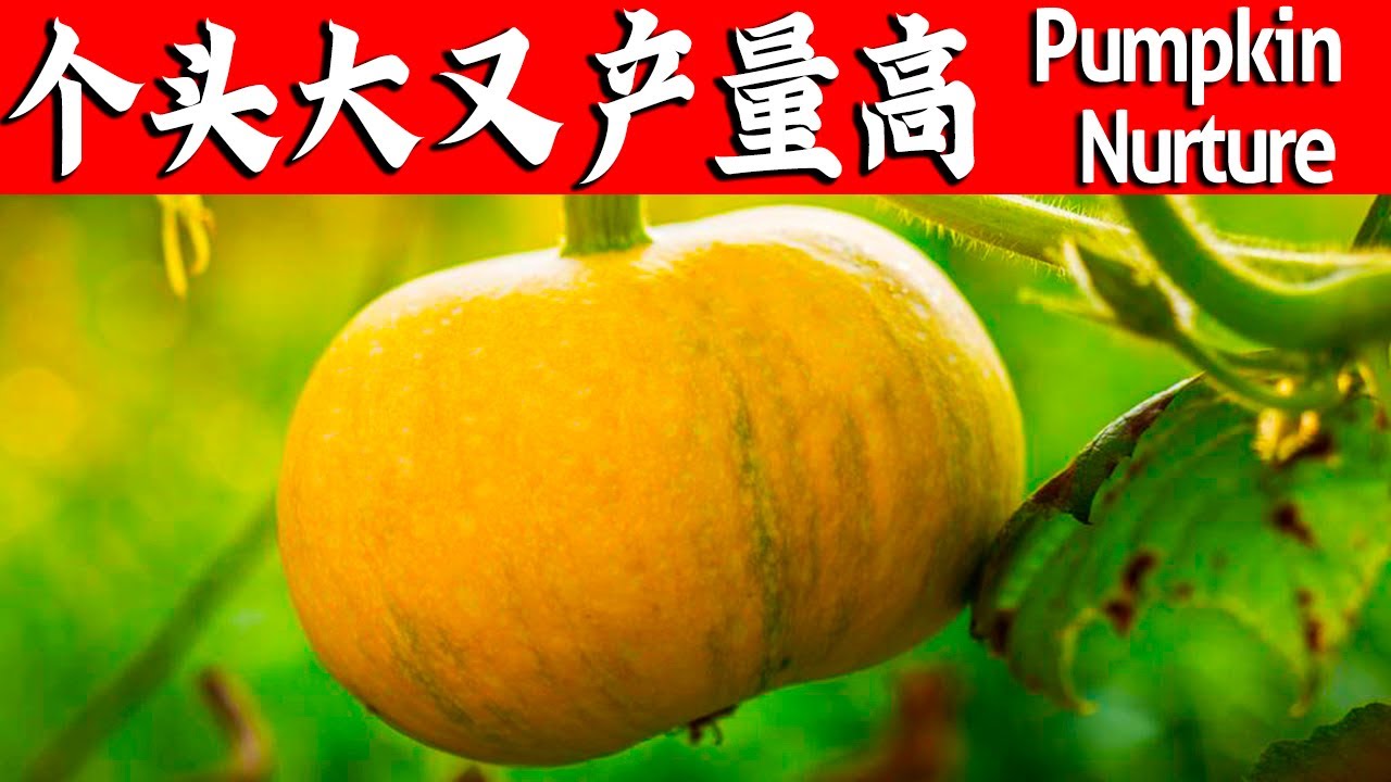 南瓜雌花长啥样？做好人工授粉，瓜个大产量高【付老师种植团队官方频道】