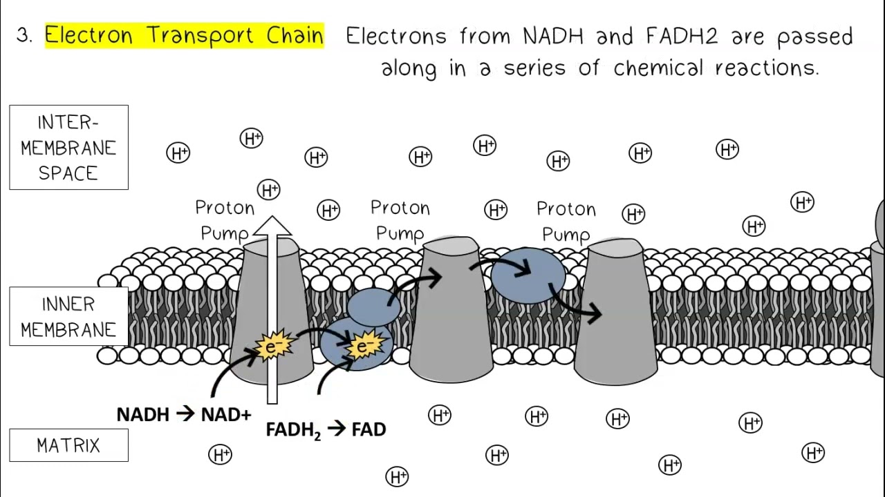 Cellular Respiration AP Biology
