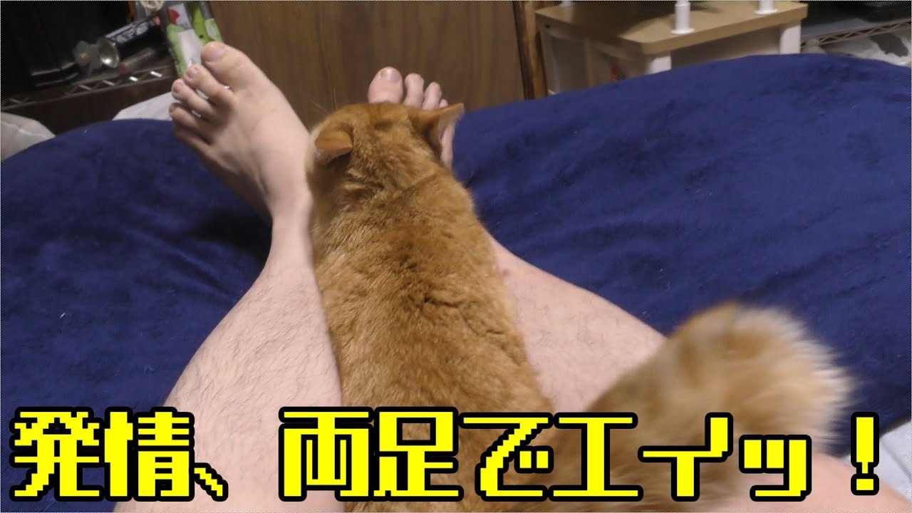 発情期ドコモ猫、２匹共入ってしまって結構忙しい！でも可愛い…！クネクネと動くので足で両サイドから固定！