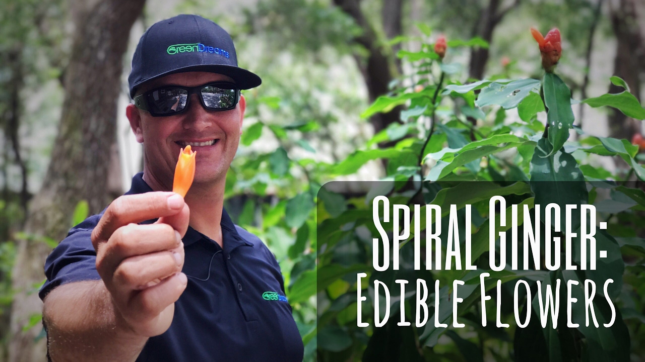 SPIRAL GINGER: A Shade Loving Showstopper with Edible Flowers