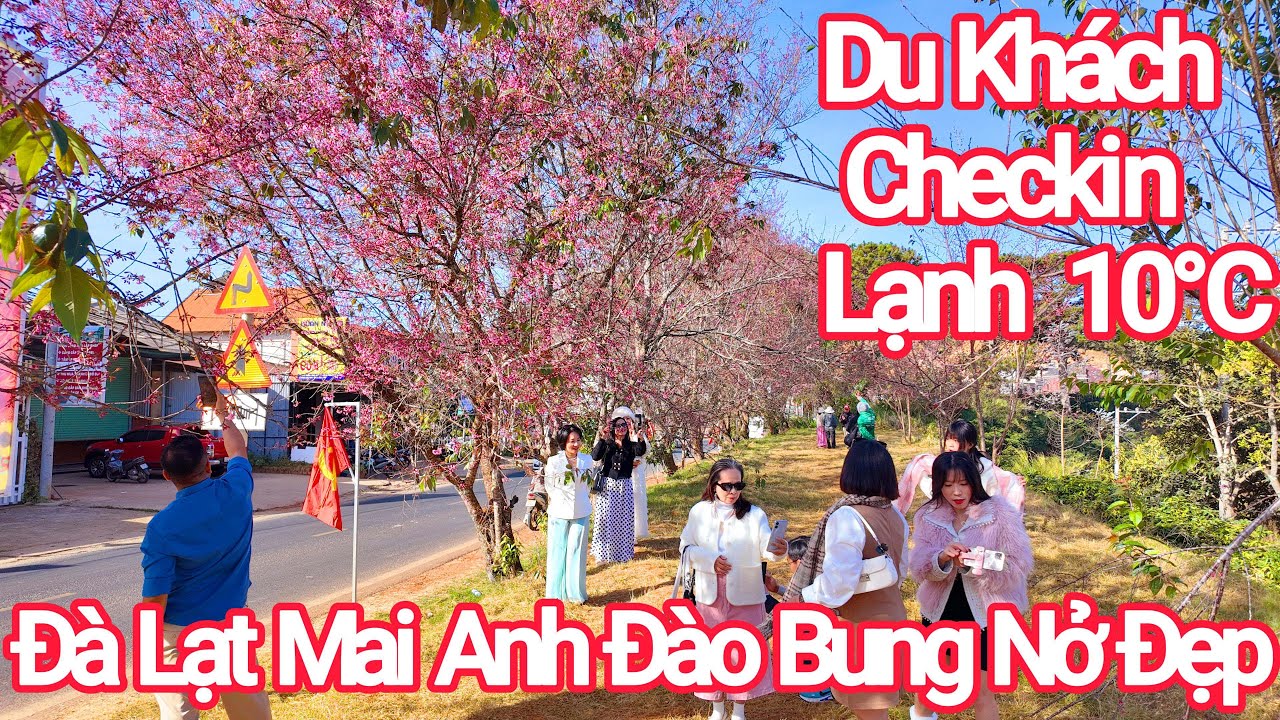 Đà Lạt Mai Anh Đào Bung Nở Du Khách Checkin Lạnh 10°C