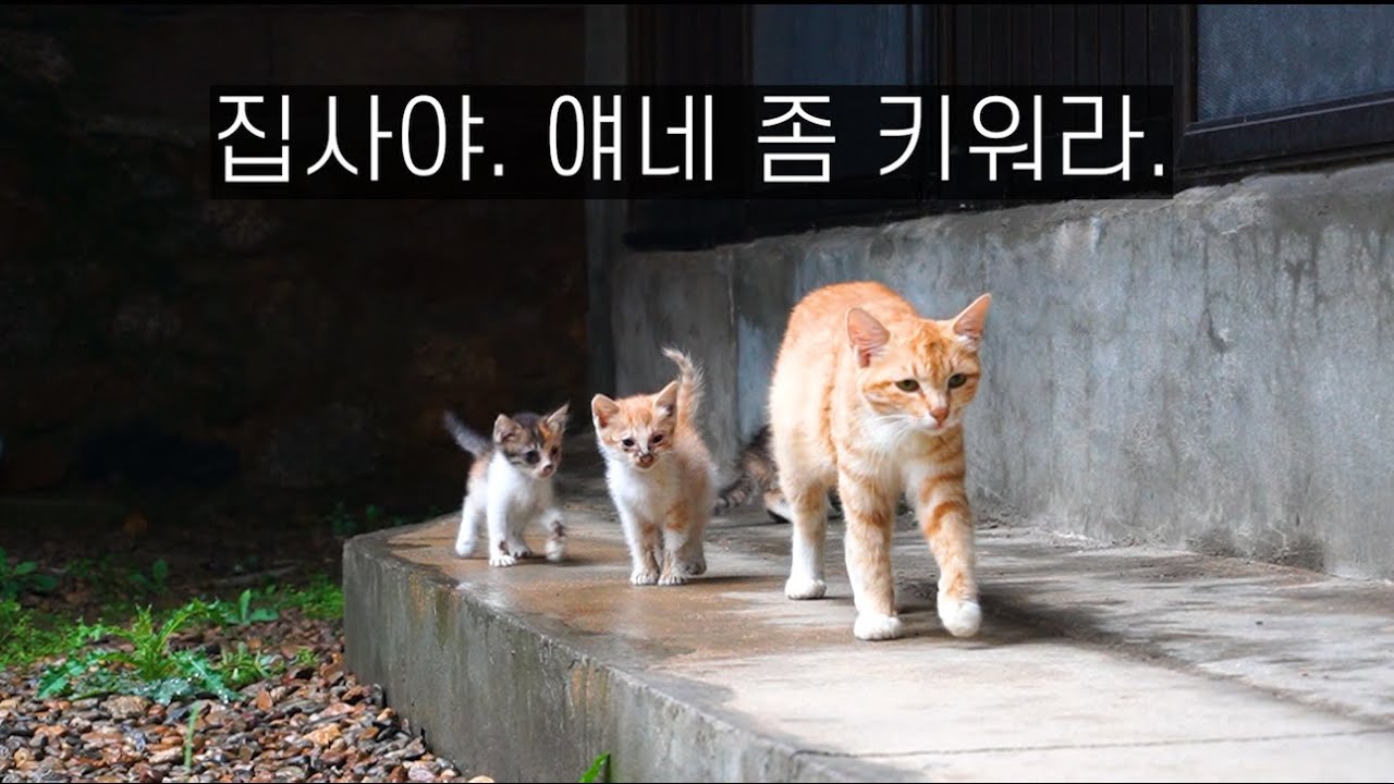 새끼들을 데리고 나타난 길냥이