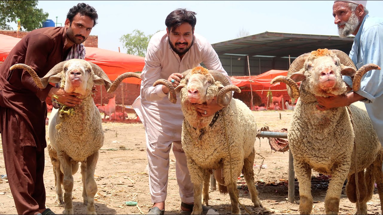 Amazing Big Horn Sheeps In Shahpur Kanjra Mandi Lahore 2021