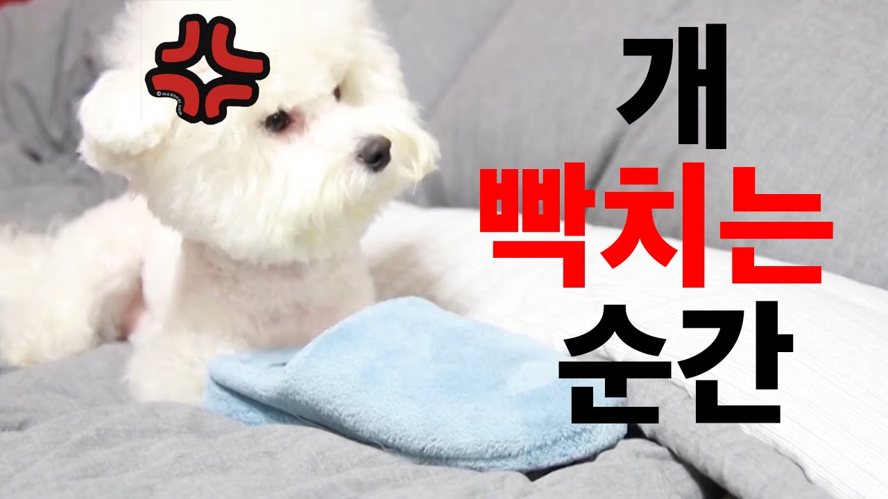 Pissing off my dog 개빡치는 순간