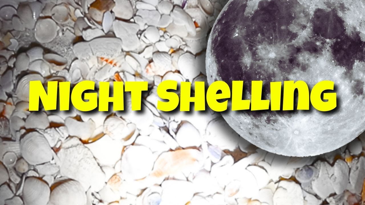Night Shelling NAVARRE BEACH, FLORIDA Part II