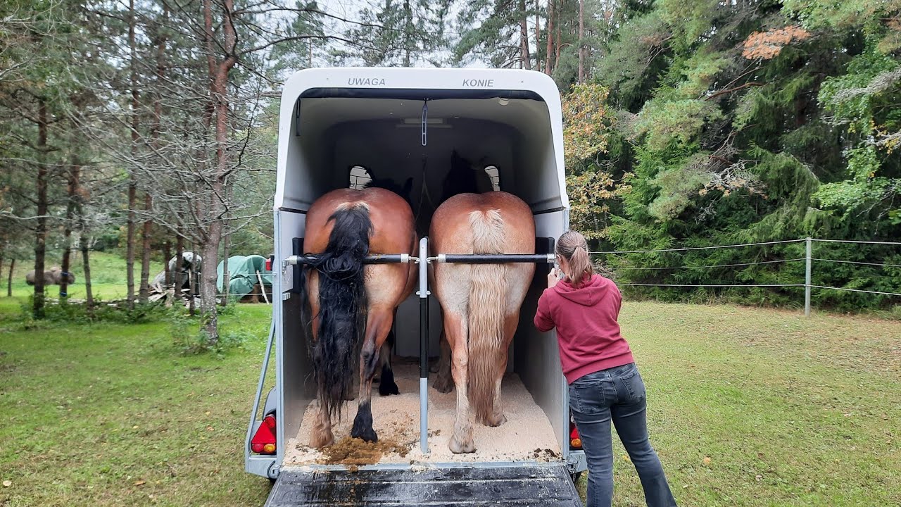 Horse transport. Random vlog.
