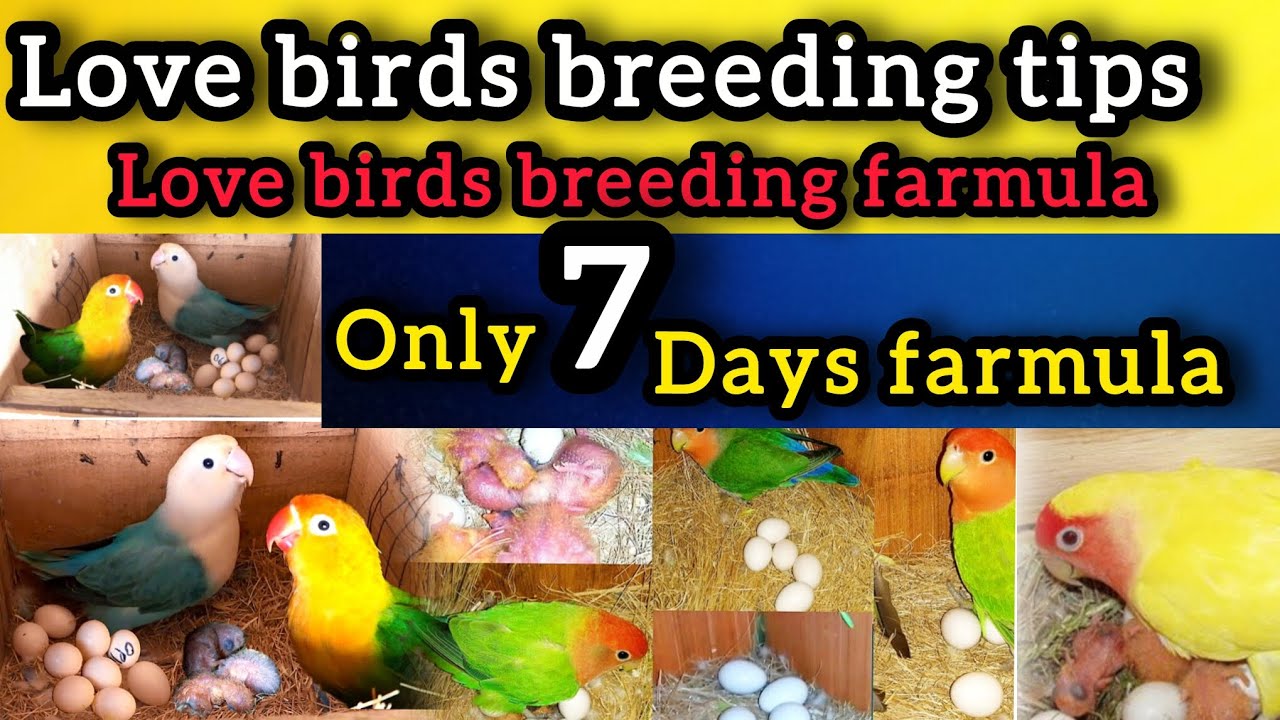 Lovebird breeding tips / how to breed Lovebirds / Lovebird breeding farmula / breeding farmula 