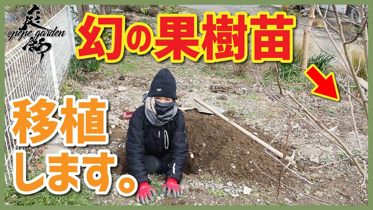 【幻の果物】絶品果樹苗ポーポー（ポポー）の移植とお庭紹介をしました♥