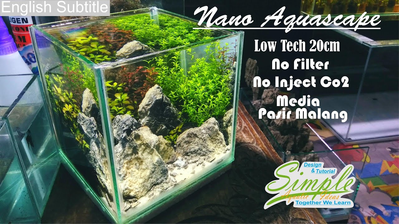 Nano low tech aquascape 20 cm tanpa filter, tanpa injeksi co2, dengan media pasir malang #23
