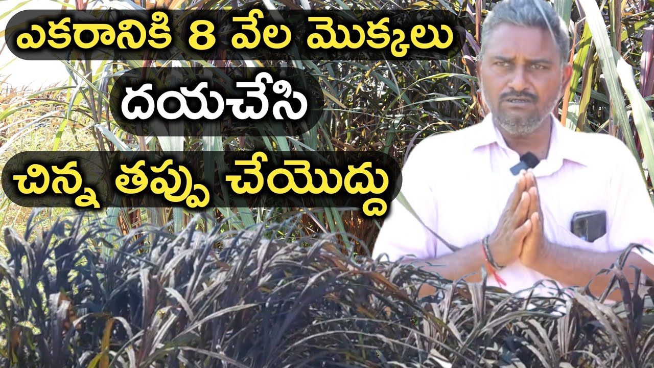ఎకరానికి 8 వేల మొక్కలు|red napier grass for dairy farm|mallesh adla|