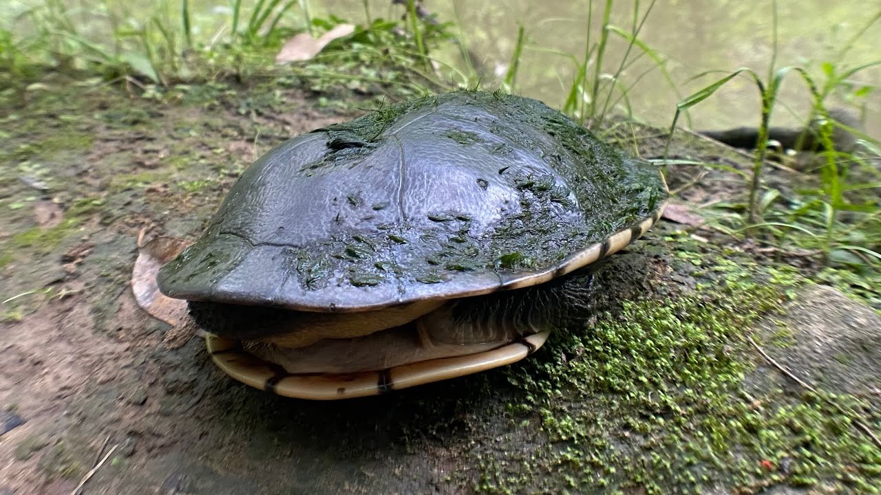 Eastern long neck turtle