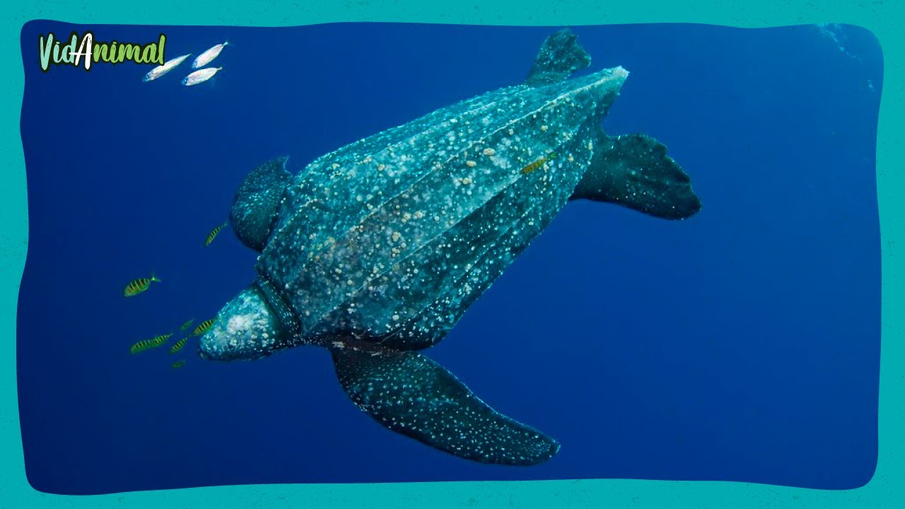 TORTUGA LAÚD: La tortuga marina mas grande del mundo.