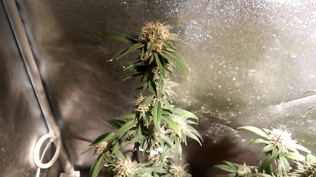 MIGRO 100 2x4 s.o.g.   week 8