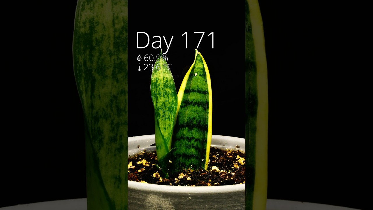 This is how I grew a snake plant from cutting in #timelapse