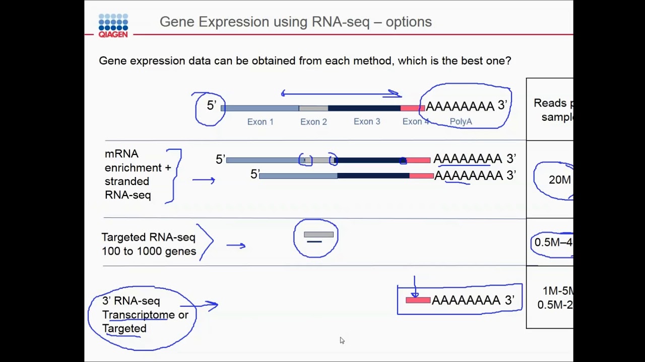 QIAseq UPX kits for 3’ RNAseq for low input and single cell samples