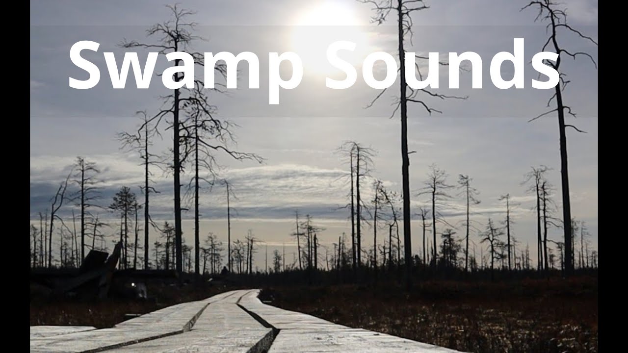 Nature’s Hidden Sounds in the Silent Swamp