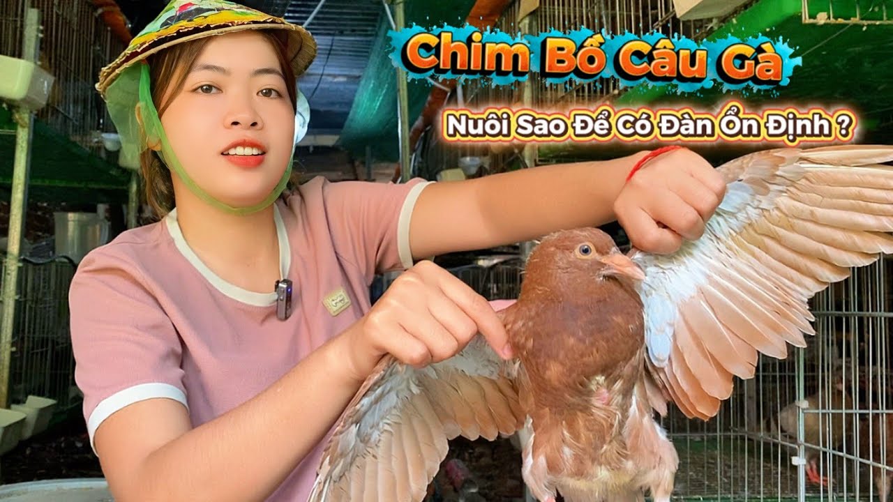 Chim Bồ Câu Gà - Công thức đẻ nhiều & Nuôi sao để có đàn ổn định?