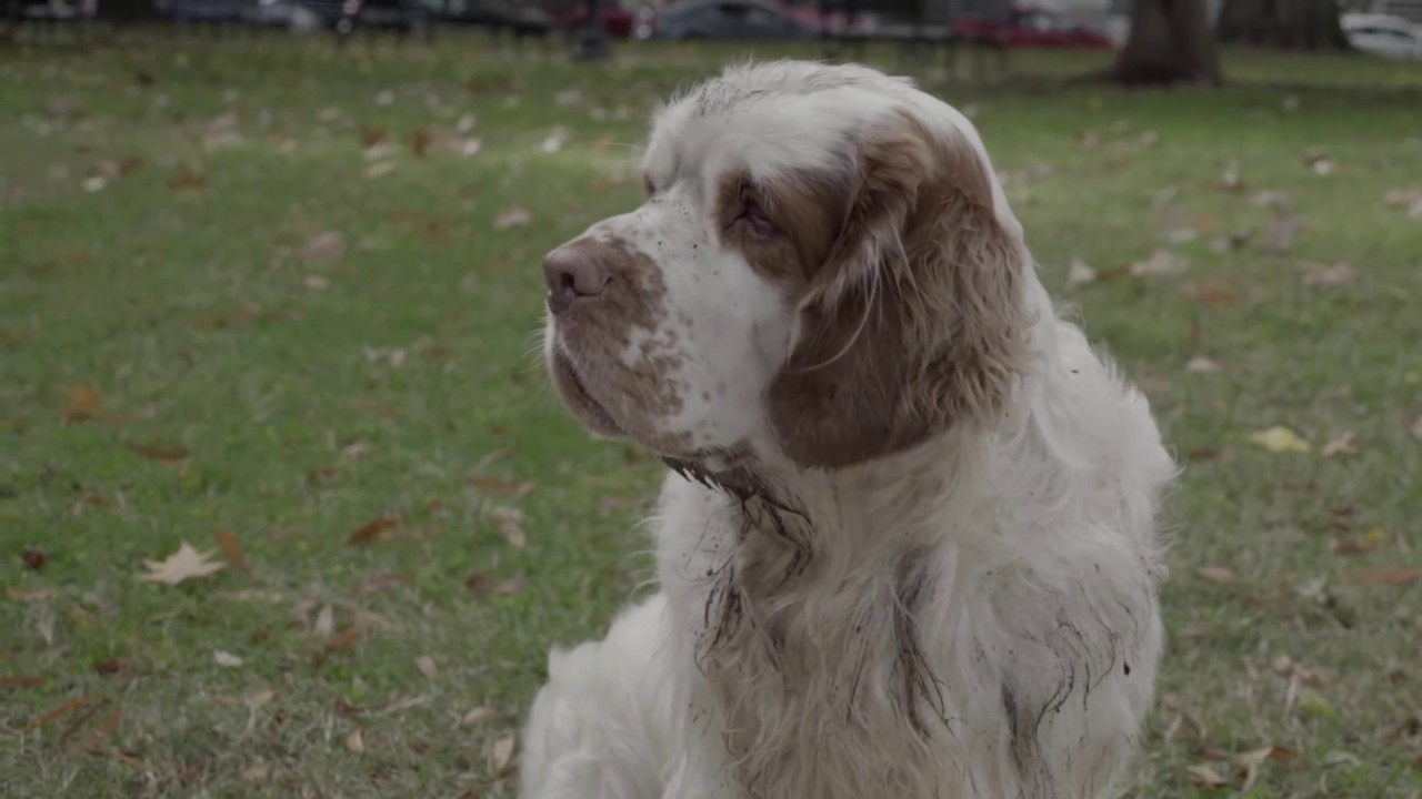 Help Homeless Pets, Not The Humane Society of the US