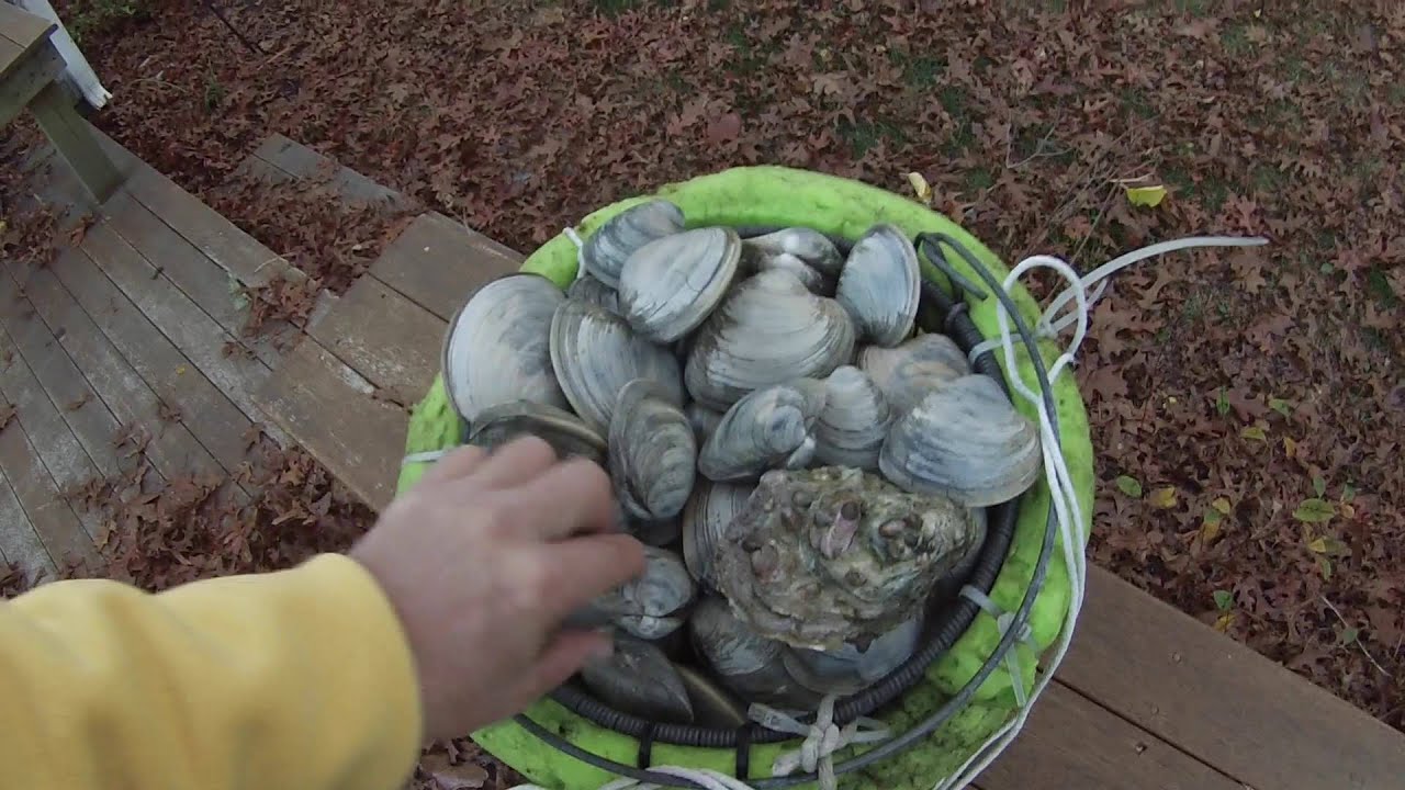 Making Stuffed Quahogs