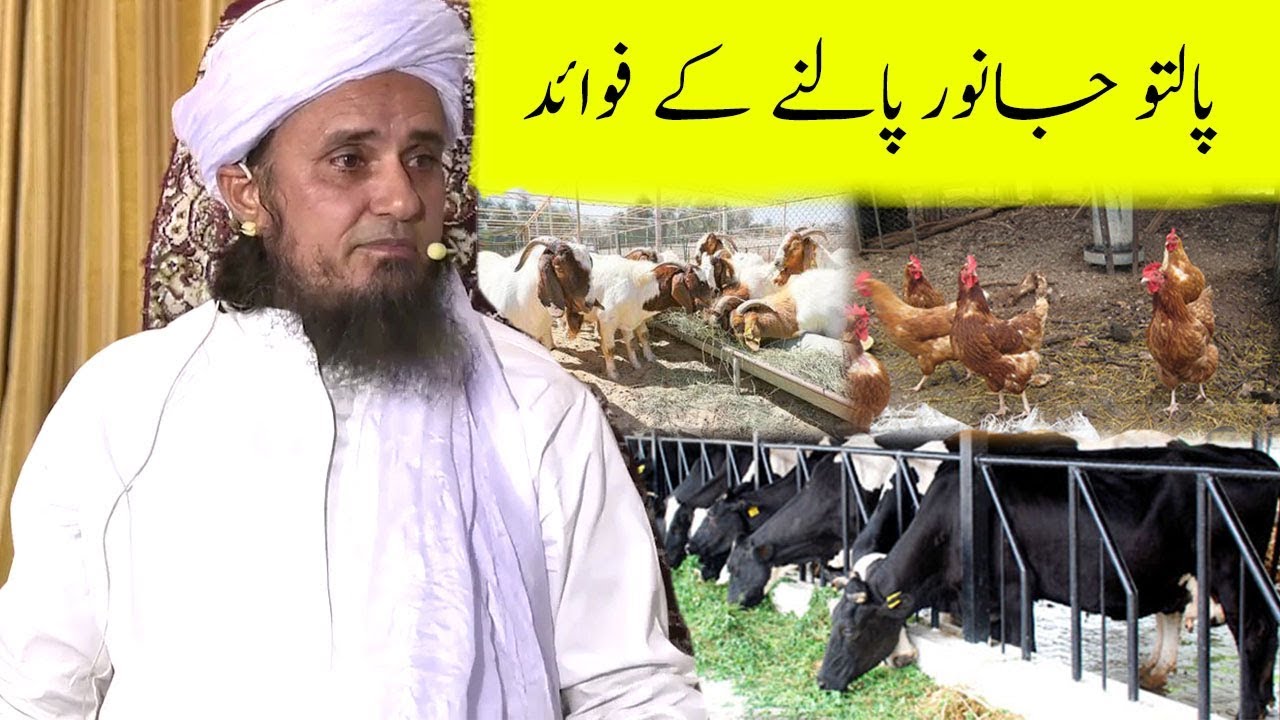 Benefit 's of Pet Animal | Mufti Tariq Masood | پالتو جانور پالنے کے فوائد