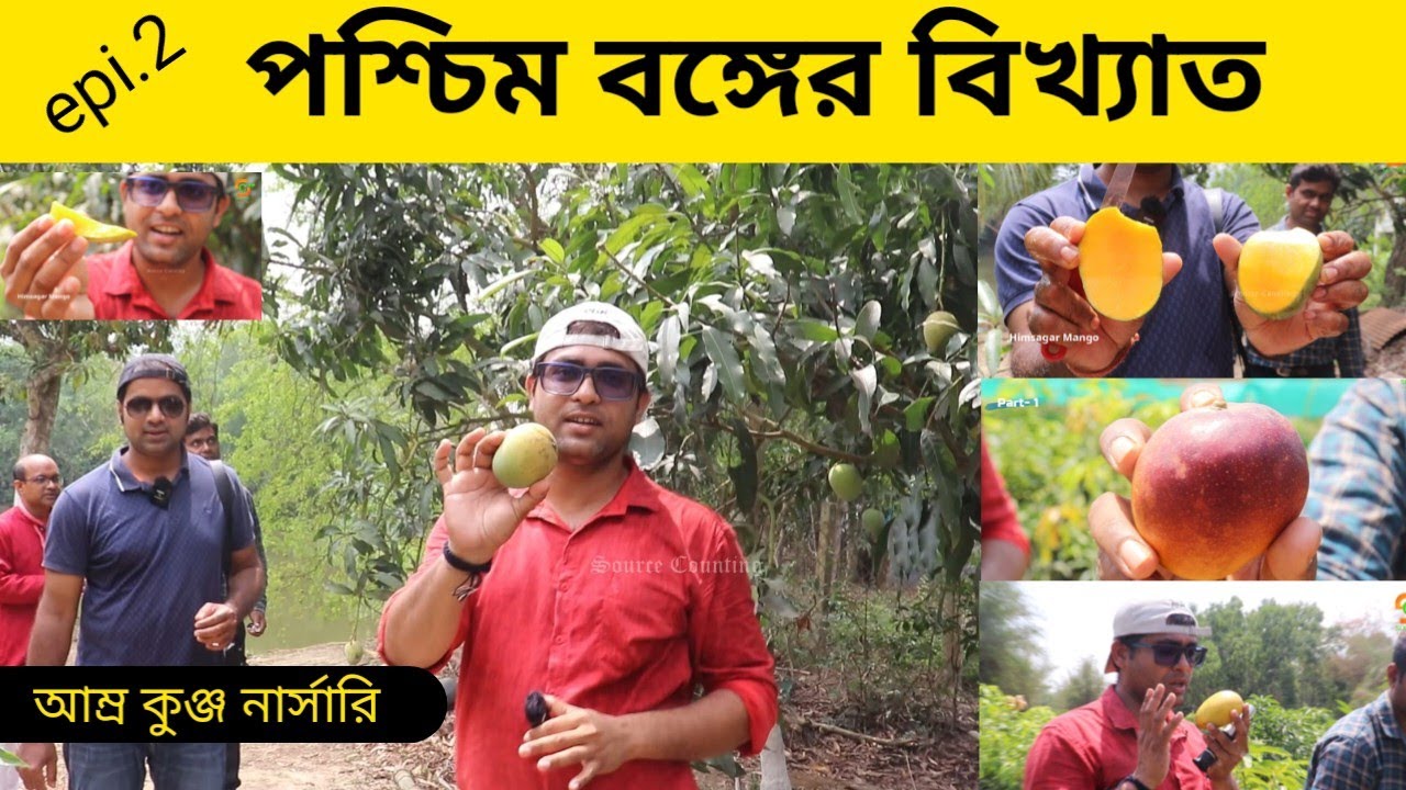 পশ্চিমবঙ্গের সেরা MANGO TREE নার্সারি | Mango Plant | Amrakunja Nursery | Epe.2