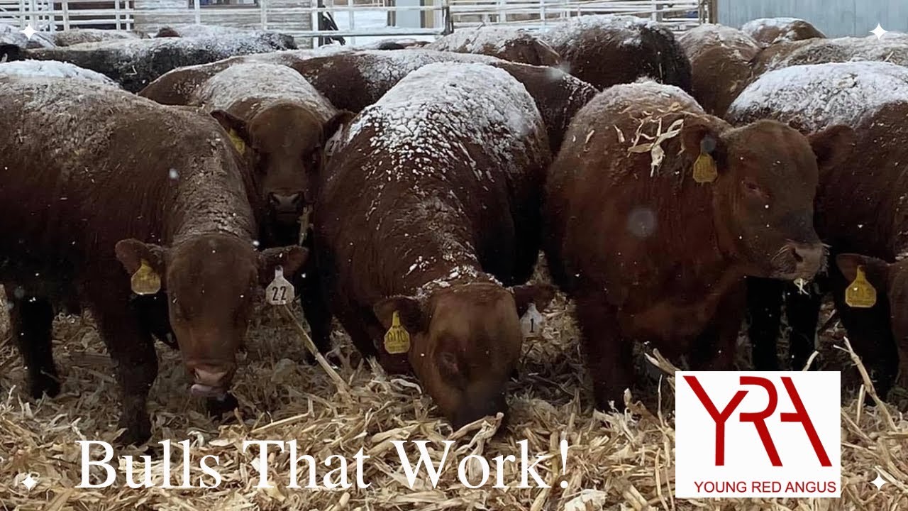 Young Red Angus: Cattle raised on cover crop to produce bulls that go out and work.