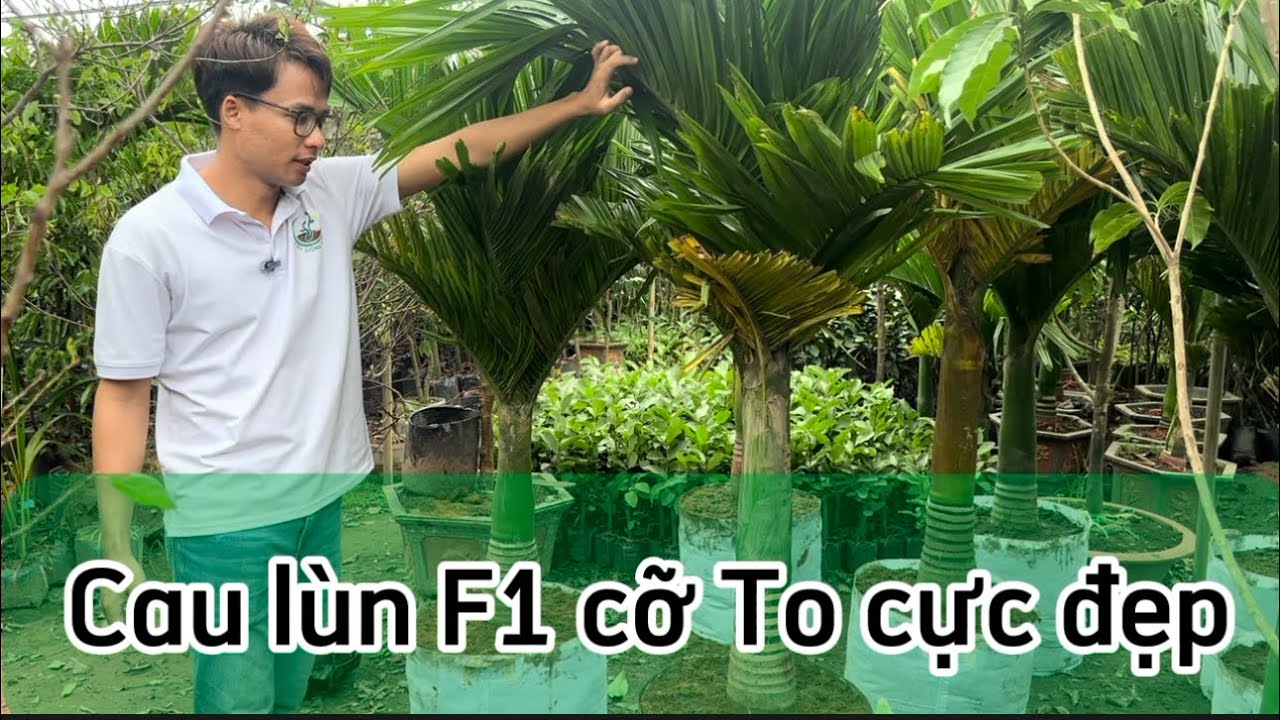Cây Cau Lùn Tứ Quý F1 Cỡ To Cao 2m Đang Chuẩn Bị Ra Quả Thích Hợp Trồng Làm Cảnh Quan
