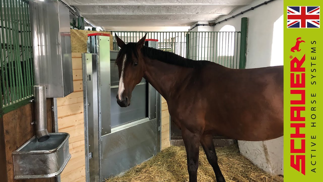 Automatic box feeding in the horse box stable!