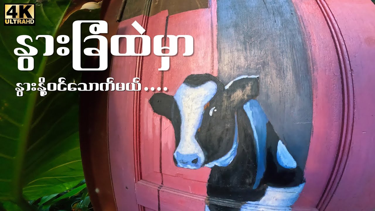 ထောက်ကြန့်နားက နွားခြံကြီးထဲမှာ နွားနို့ဝင်သောက်ကြမယ်