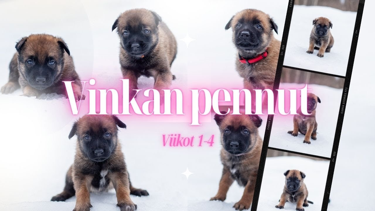 PENTUJEN ENSIMMÄISET VIIKOT - Vinkan pennut osa 2