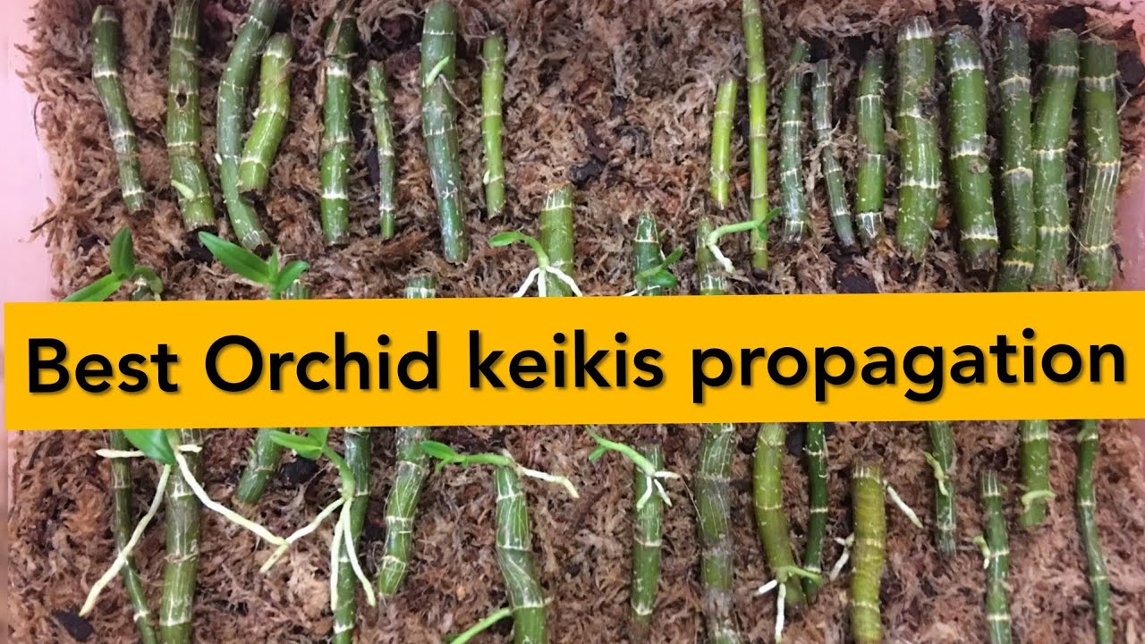Keiki Orchid propagation ! Orchid care ! പണച്ചിലവില്ലാതെ ഓർക്കിഡ് തൈകൾ ഉൽപാദിപ്പിക്കാം !
